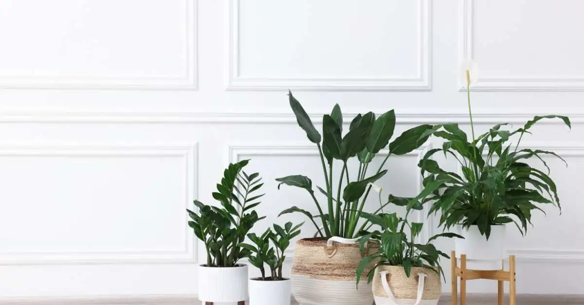 10 Easy To Grown Plants If You Start Gardening In 2026