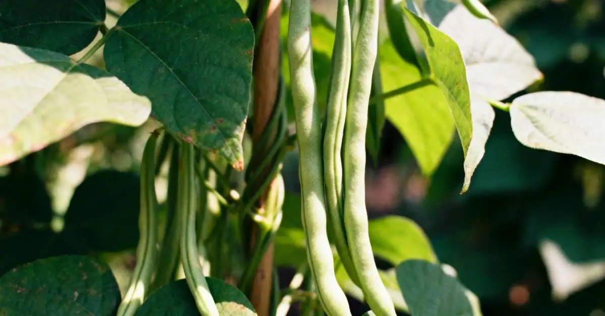 Bush Beans