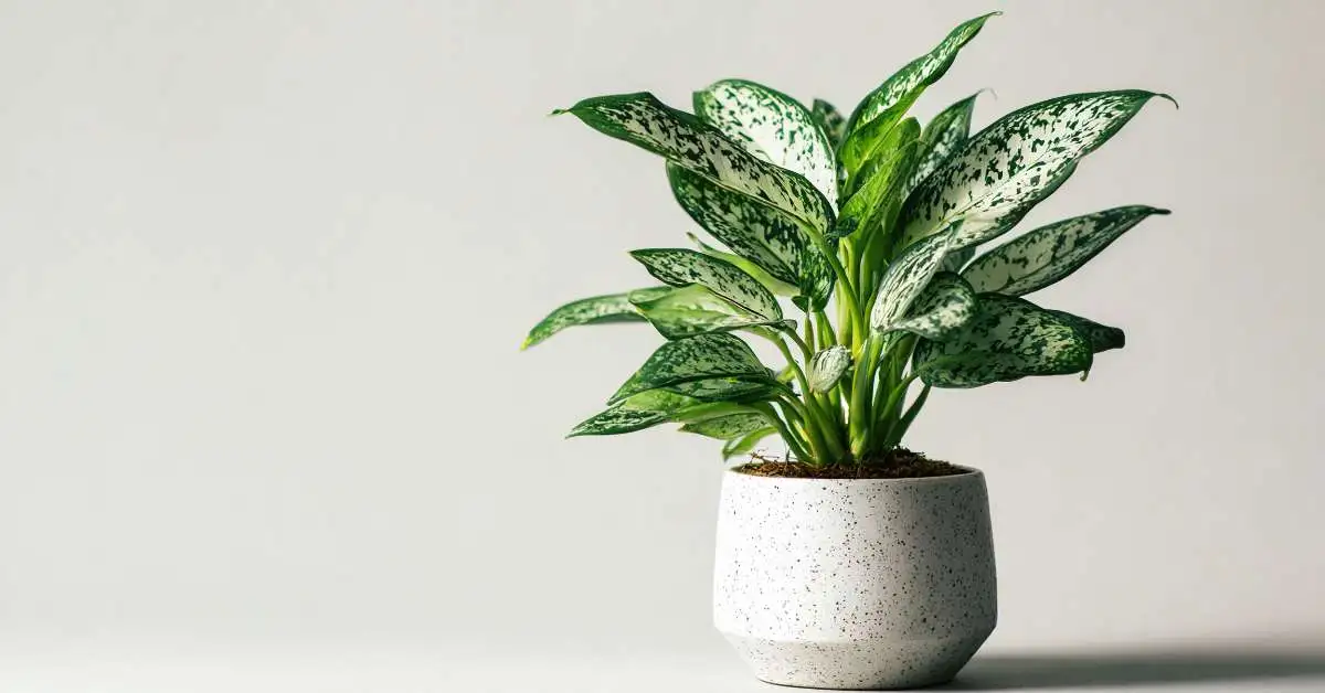 Chinese Evergreen