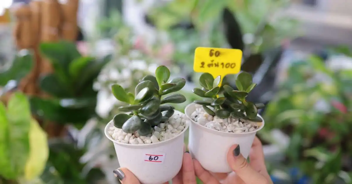 Jade Plant