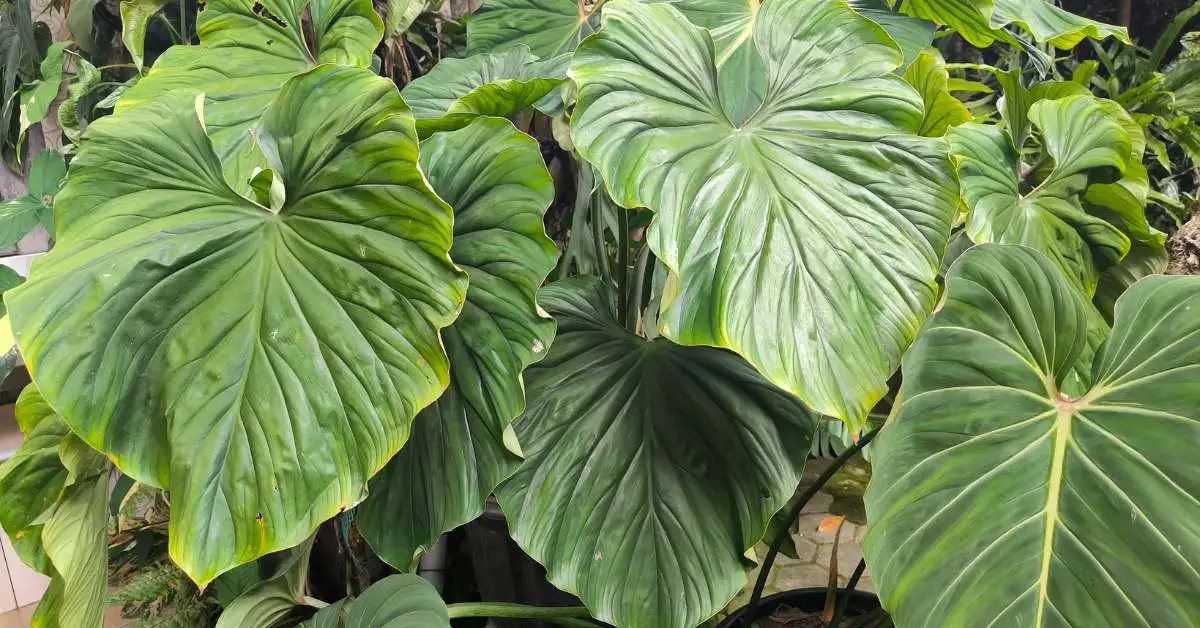 Philodendron