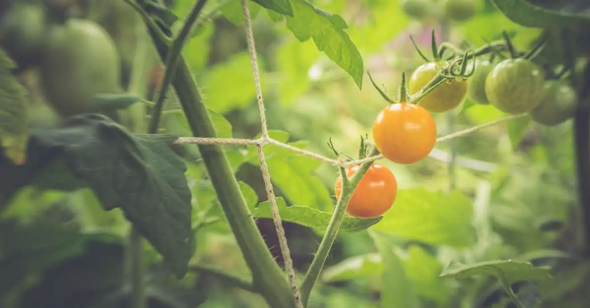 Sungold Cherry Tomato